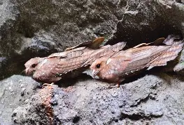 包含>轝P鸱?Ce?的词条-mk下载